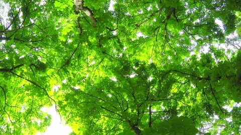 Summer Deciduous Forest. Stock Footage 75660454
