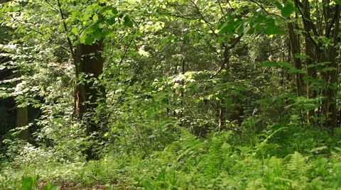 Summer. Deciduous forest. The sun plays with the leaves of birch Video stock 57352428
