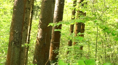 Summer. Deciduous forest. The sun plays with the leaves of birch Video stock 57352470