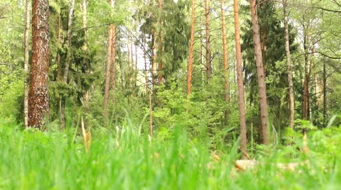 Summer. Deciduous forest. The sun plays with the leaves of birch Video stock 57352477