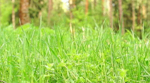 Summer. Deciduous forest. The sun plays with the leaves of birch Video stock 57352512