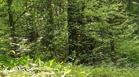 Summer. Deciduous forest. The sun plays with the leaves of birch Video stock 57352514