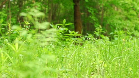 Summer. Deciduous forest. The sun plays with the leaves of birch Video stock 57352515