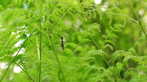 Summer. Deciduous forest. The sun plays with the leaves of birch Video stock 57352522