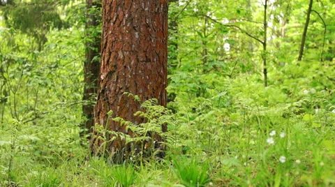 Summer. Deciduous forest. The sun plays with the leaves of birch Video stock 57352537