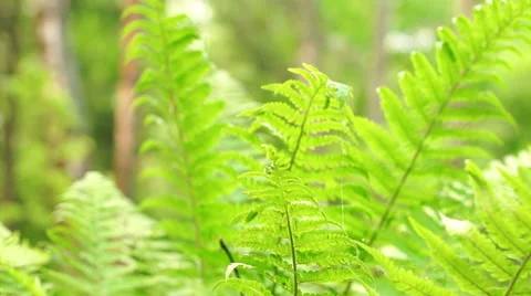 Summer. Deciduous forest. The sun plays with the leaves of birch Video stock 57352543