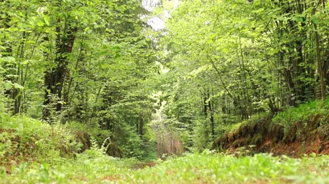 Summer. Deciduous forest. The sun plays with the leaves of birch Video stock 57352628
