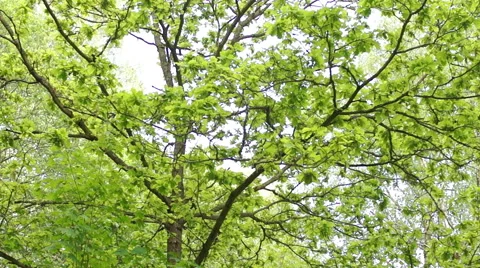Summer. Deciduous forest. The sun plays with the leaves of birch Video stock 57352632
