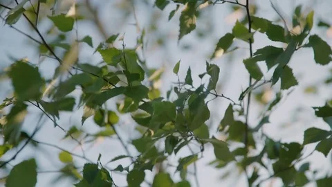 Summer. Deciduous forest. The sun plays with the leaves of birch 4k Video stock 75967836