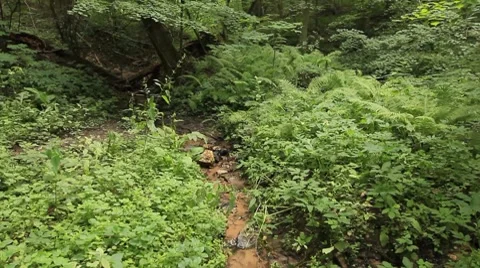 Summer deciduous forest vertical panning - jungle background Stock Footage 8550600