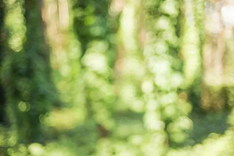Summer defocus light forest at sunset. Natural abstract bokeh. Stock Photos