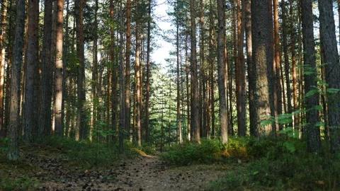 In the summer dense pine forest Stock Footage 93650825