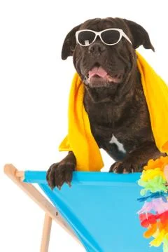 Summer dog Stock Photos