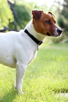 Summer with dog Stock-Fotos