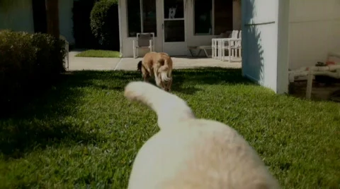 Summer Dogs 1 Stock Footage 354654