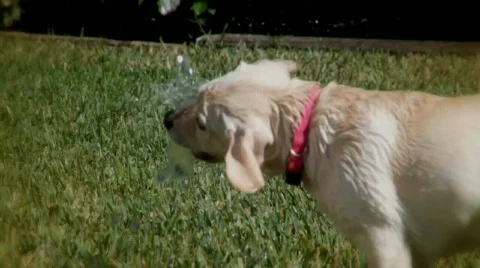 Summer Dogs 2 Stock Footage 354658