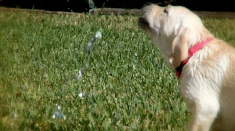 Summer Dogs 3 Stock Footage 354672