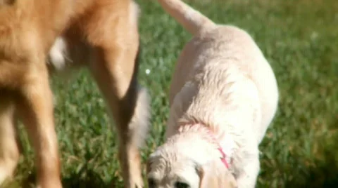 Summer Dogs 4 Stock Footage 354674