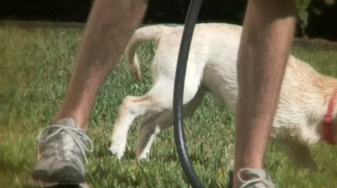 Summer Dogs 6 Stock Footage 354682