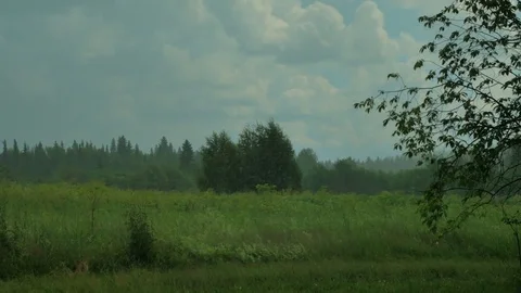 Summer downpour at pechora river Stock Footage 73315486