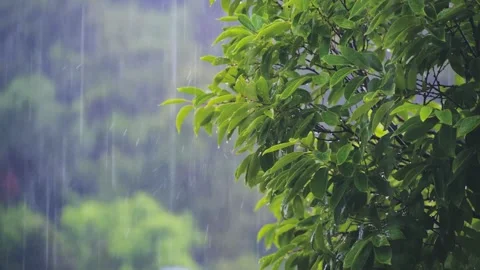 Summer Downpour With Raindrops Splashing On Surfaces 4K Stock Footage 341862541