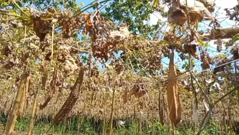 Summer dry garden. 库存影片 334633683