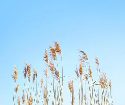Summer dry grass Stock Photos