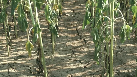 Summer dryness Stock Footage 113298803