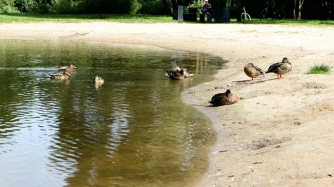 In summer, ducks on the river bank Stock Footage 161309266