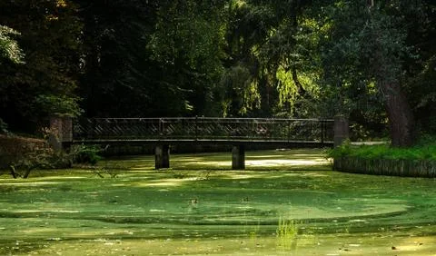 Summer in Dutch outdoor park with bridge Stock Photos