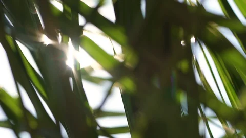 Summer, early morning, the sun's rays play through the flower on the veranda Stock Footage 128178946