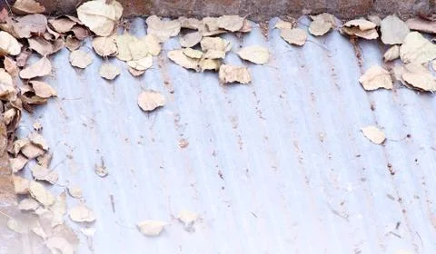 Summer effect on leaves Stock Photos