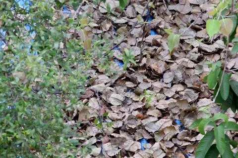 Summer effect on leaves Stock Photos