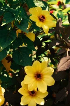 Summer Embrace: A Pair of Sun-Drenched Yellow Flowers. Stock Photos