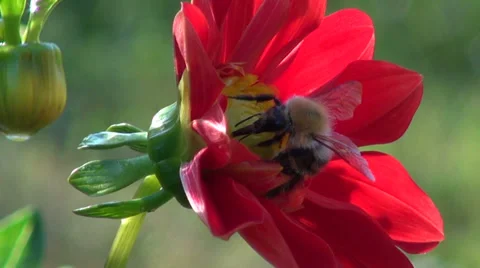 Summer end bumblebee – nectar picker on red dahlia Video stock 35037250