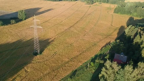 Summer end ripe crop fields in morning, aerial view Stock Footage 93599431