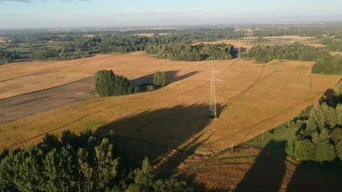Summer end ripe crop  fields in morning with shadows, aerial Stock Footage 93599789