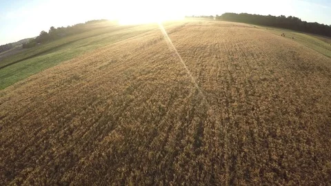 Summer end ripe wheat fields  in morning, aerial view Stock Footage 78974604
