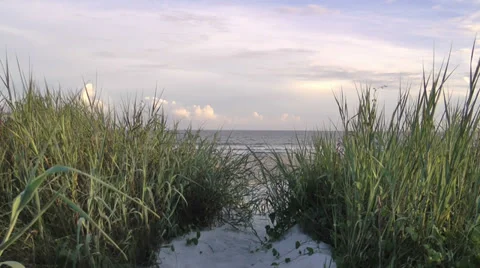 Summer evening beach landscape Stock Footage 36988000