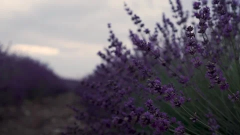 Summer evening fields of lavender. Footage. Beautiful view of the endless Stock-Footage 147031288