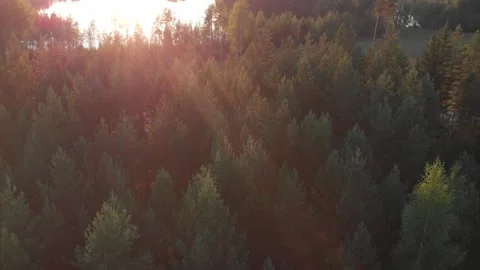 Summer evening. Flying over forest. Lake ahead Stock Footage