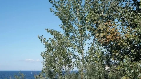 Summer evening Stock Footage 115853116