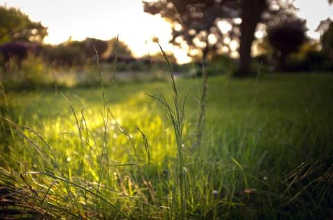 Summer evening grass Stock Photos