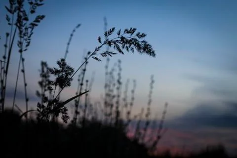 Summer evening grass Stock Photos