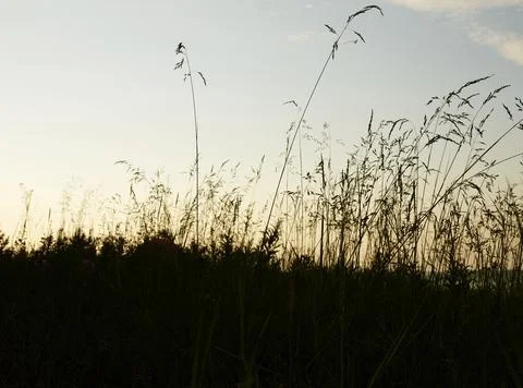 Summer evening grass Stock Photos