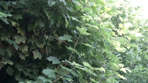 Summer evening insects buzzing Stock Footage 65487899