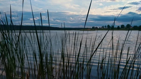 Summer evening at lake with dramatic sky and reflection in water and grass Stock Footage 90026198