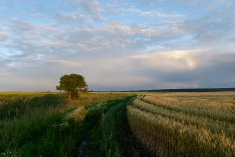 Summer evening landscape Stock Photos