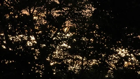 Summer evening orange clouds sunlight speckles lighten tree leaves Stock Footage 88922751