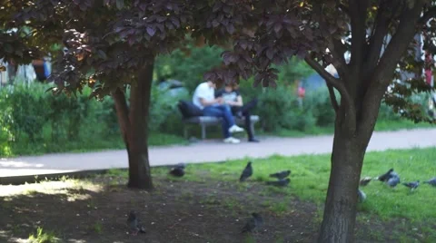 The Summer Evening to Park Stock Footage 54717025